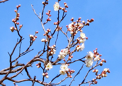 老木の梅の花が３分咲き